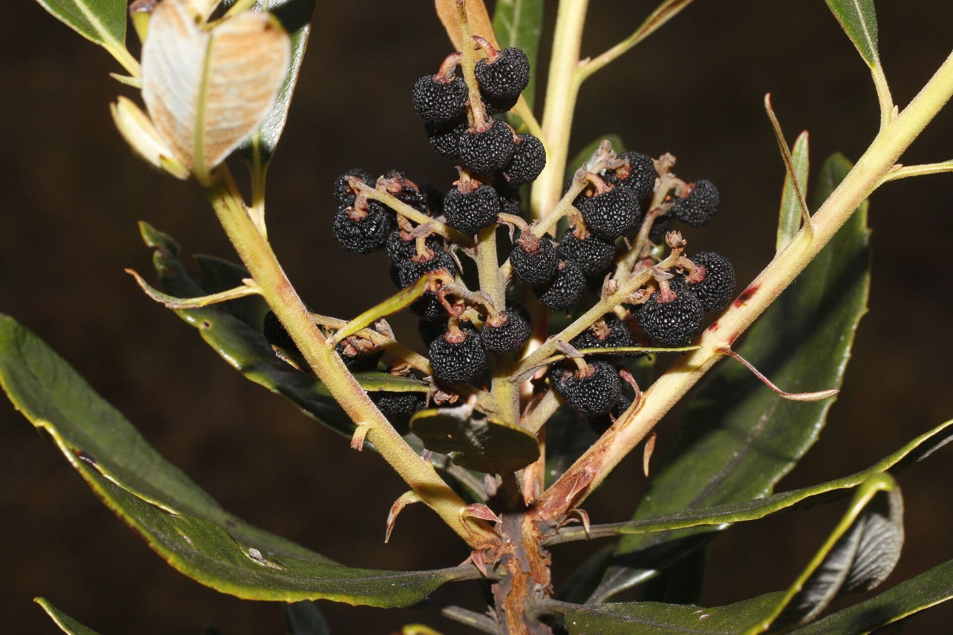 Manzanita 2