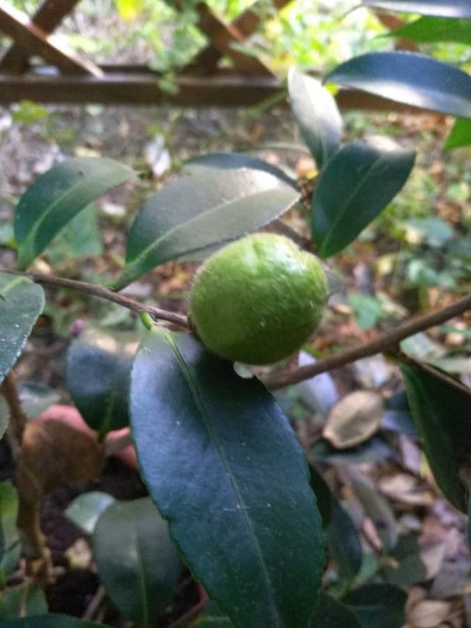 Camelia sasanqua