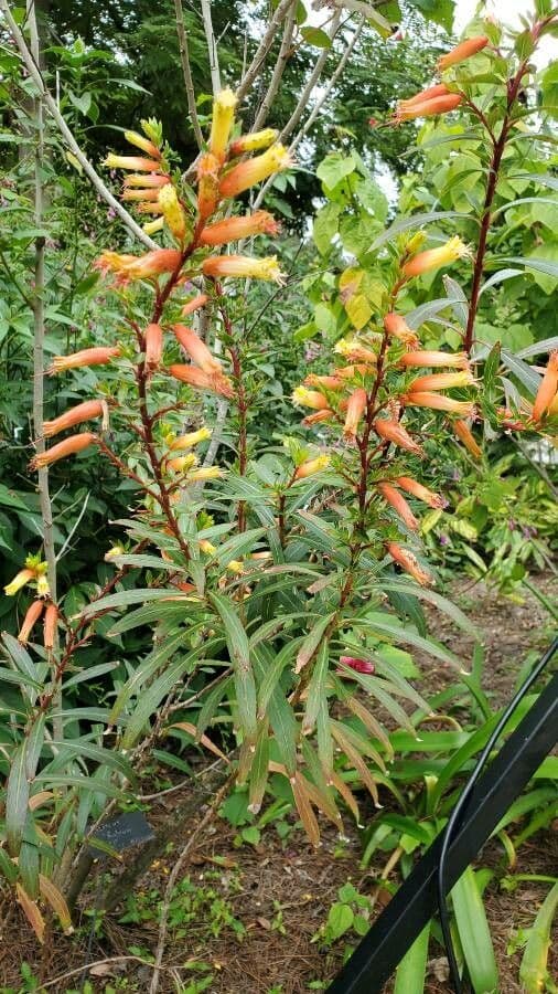 Lobelia lassiflora 16