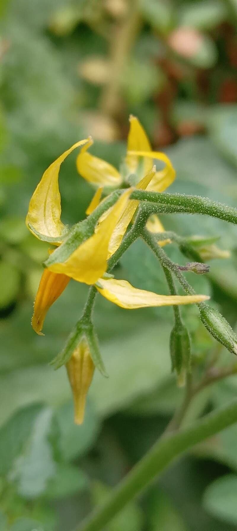Pomodoro ribes 9