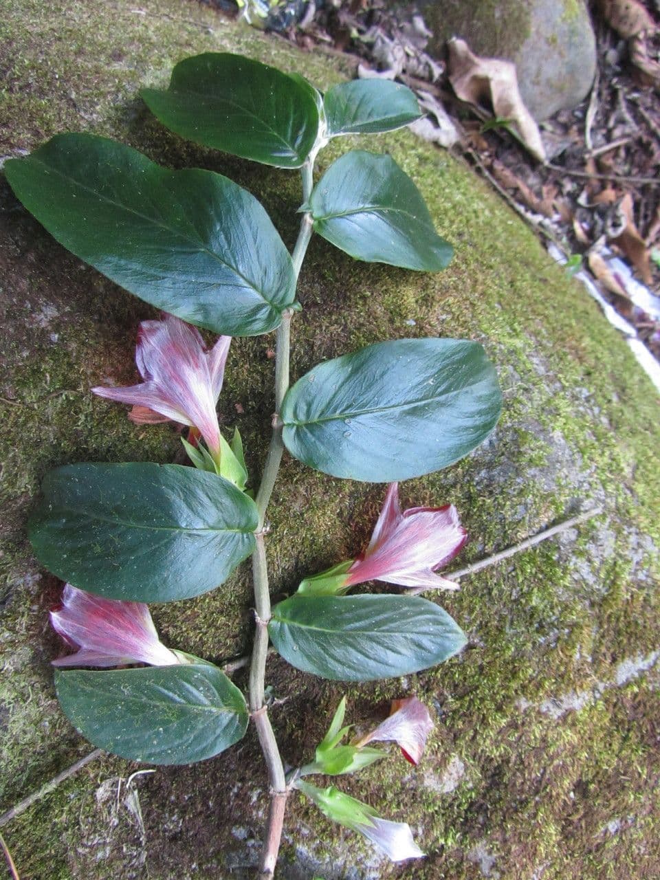 Columnea nicaraguense 14