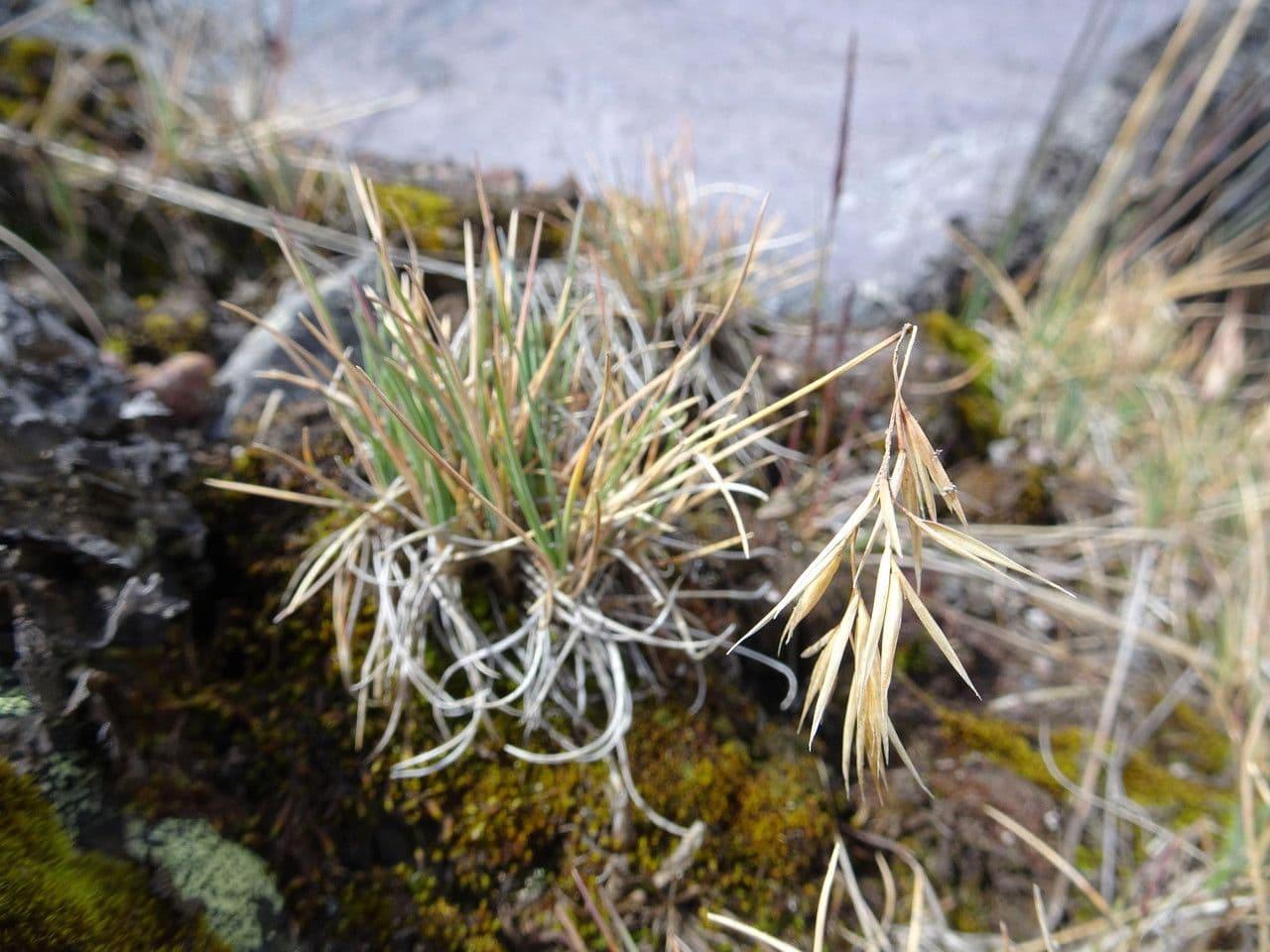 Festuca 9