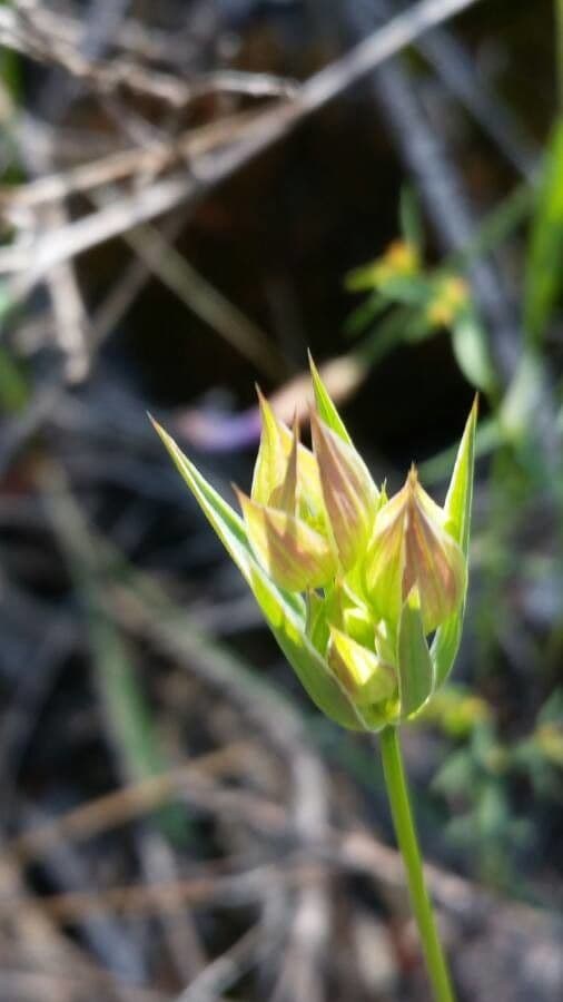 Bupleurum di Balden 15