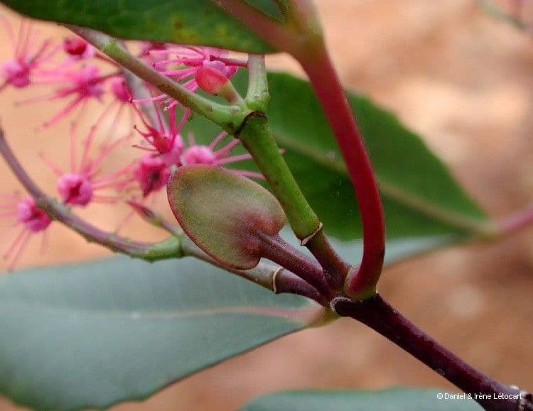 Cunonia vieillardii 3
