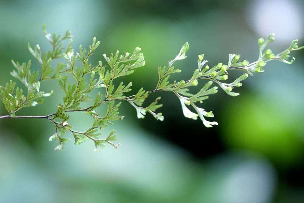 Hymenophyllum 8