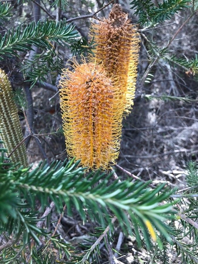 Banksia 3