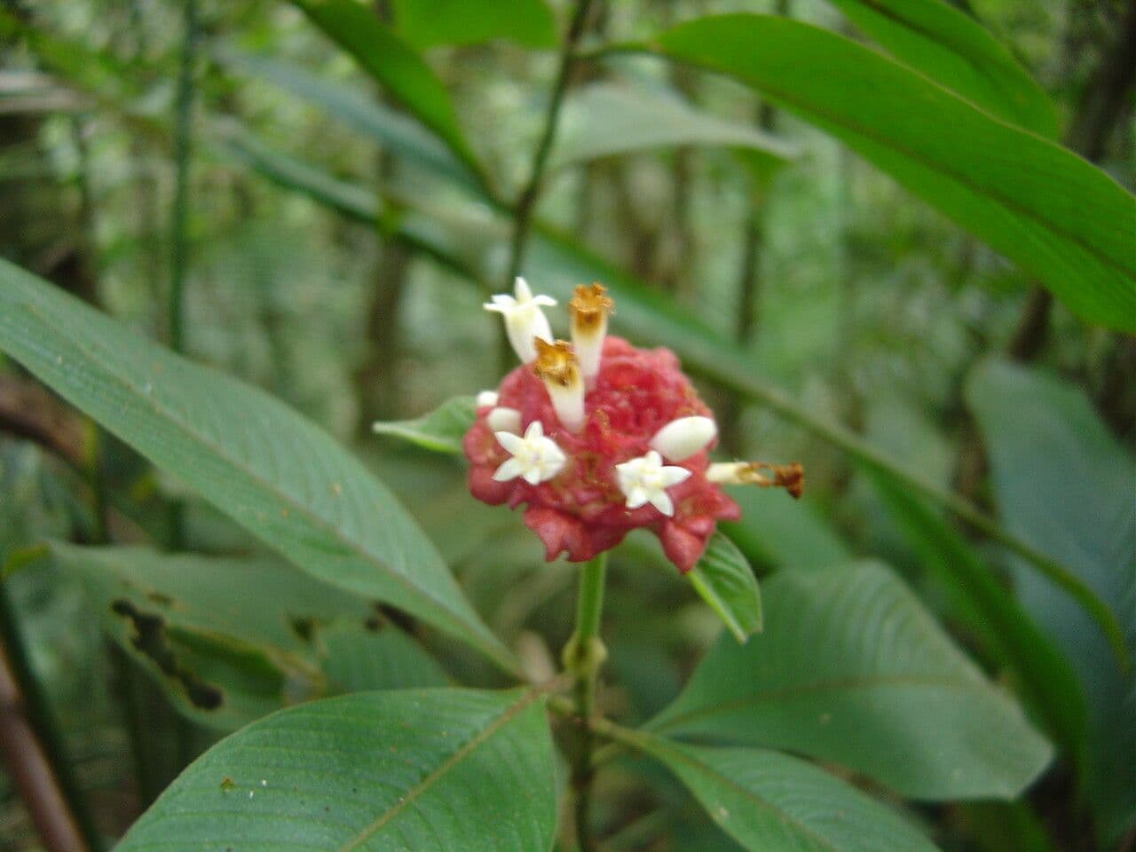 Palicourea