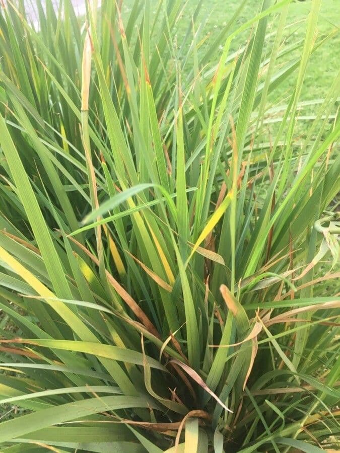 Fiore di raso del Cile 12