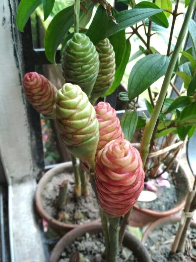 Costus spiralé 14