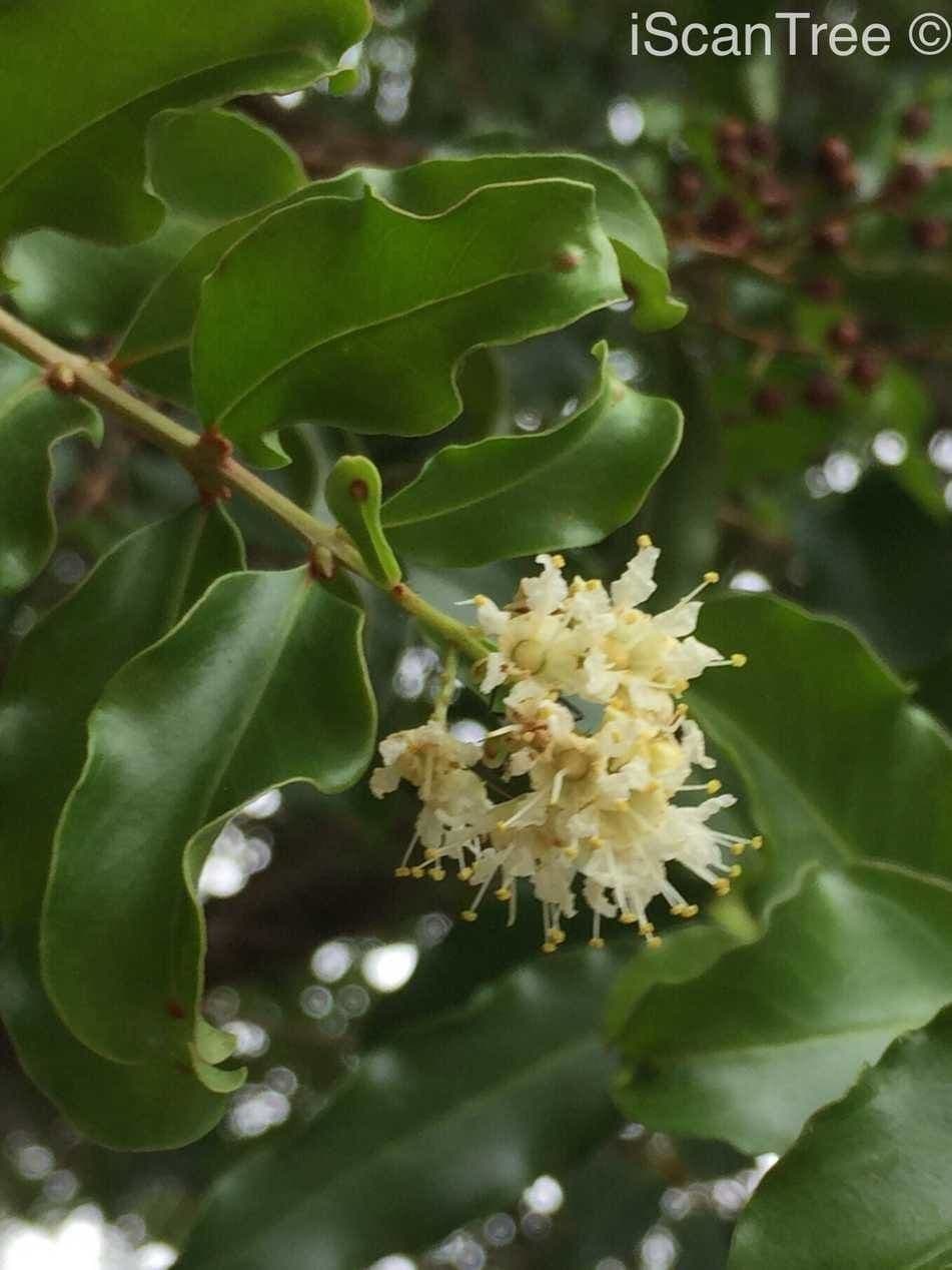 Galpinia 9