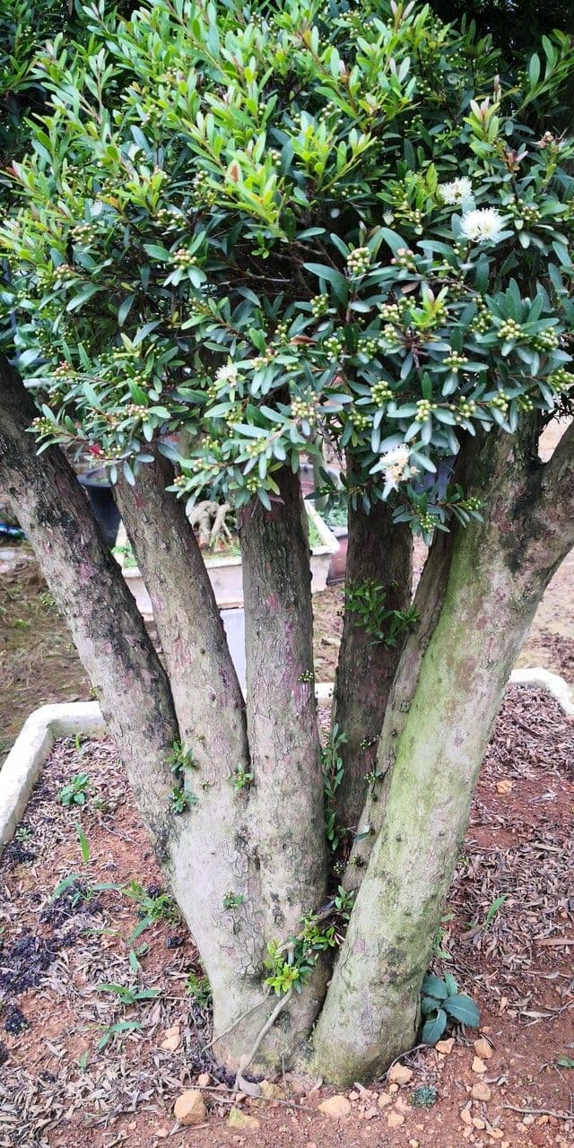 Syzygium buxifolium 5