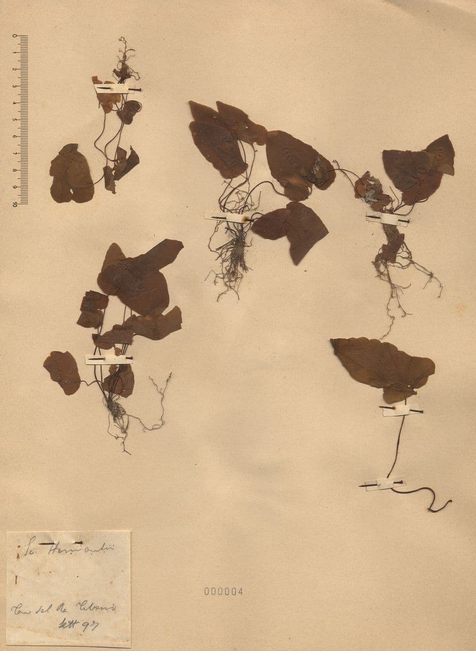 Asplenium hemionitis 19