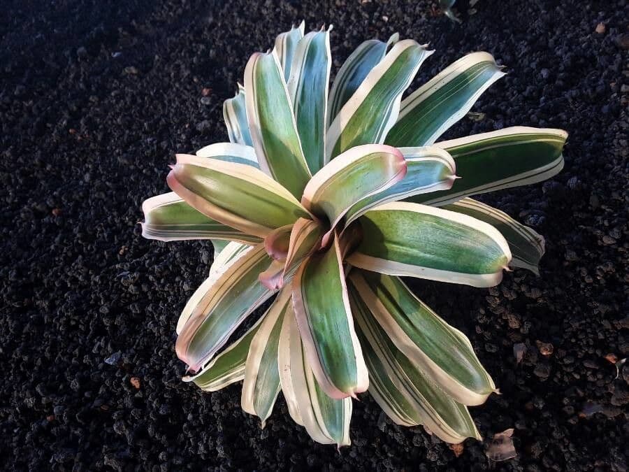 Bromelia arrossata 9