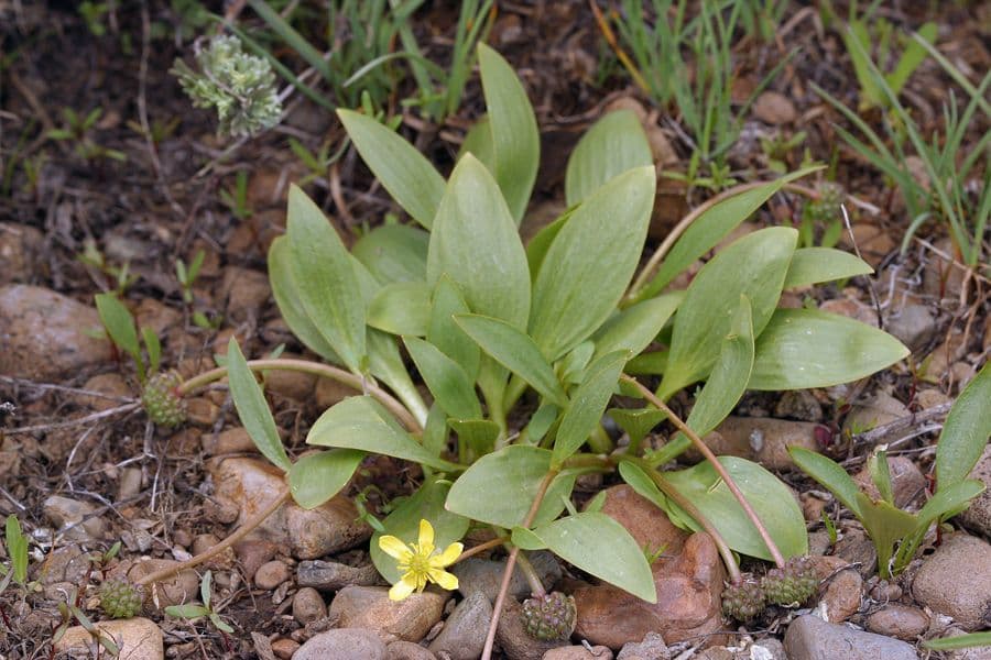 Ranunculus glaberrimus 11