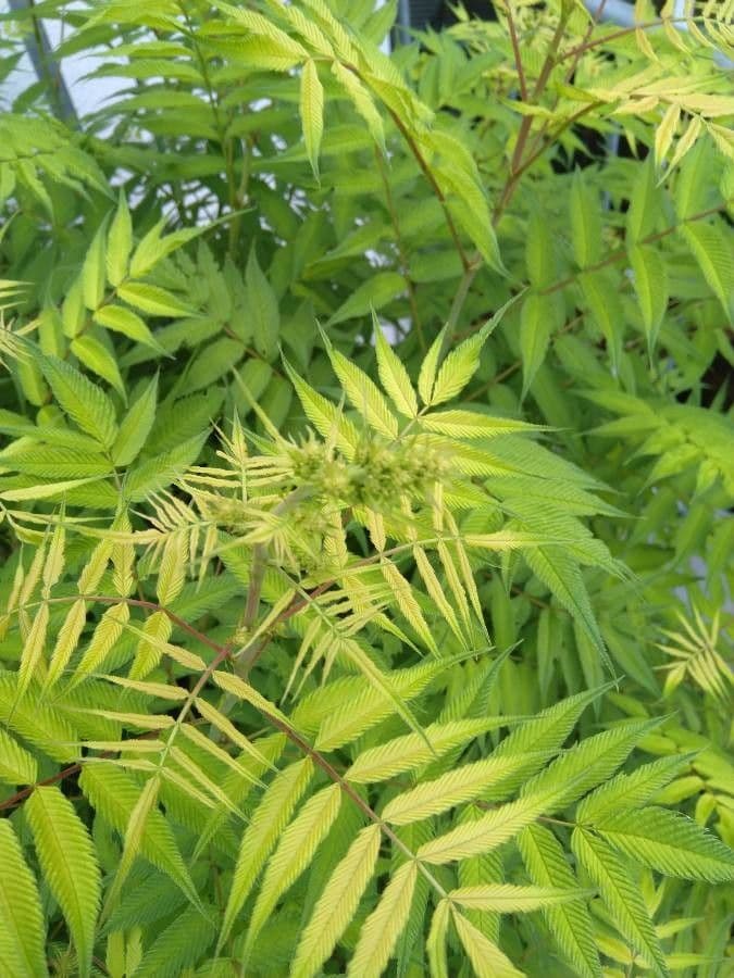Sorbaria 29