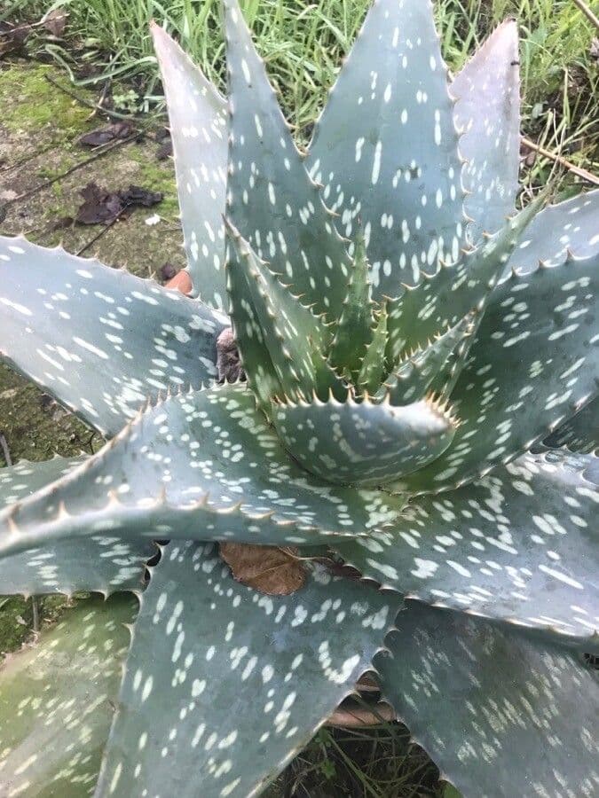 Aloe 8