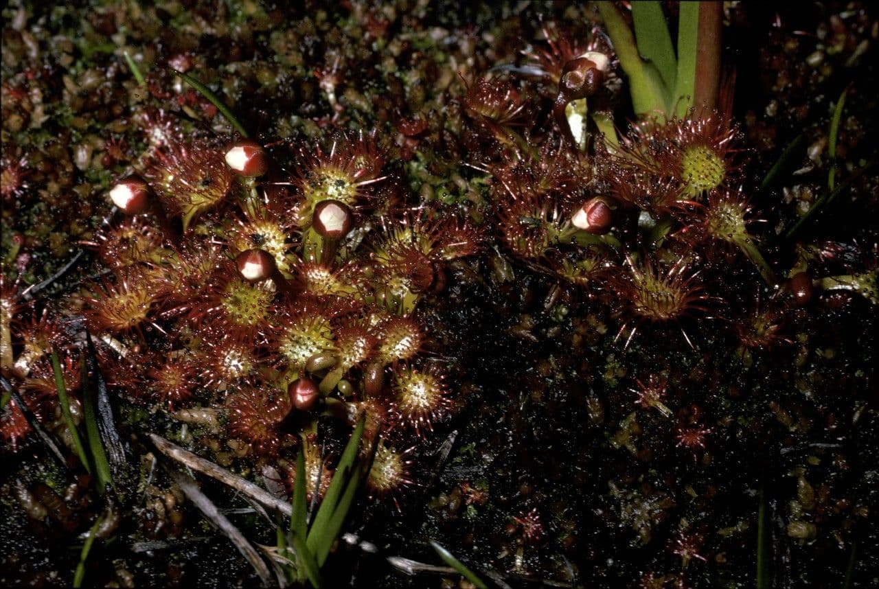Drosera