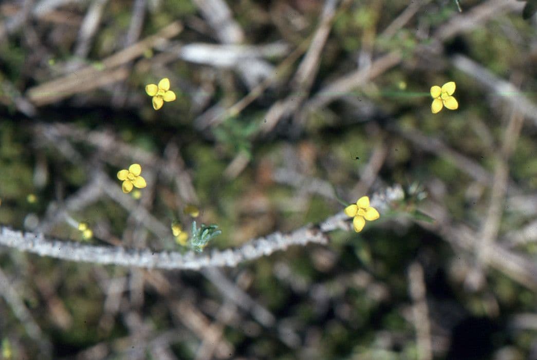 Cicendia filiformis 6
