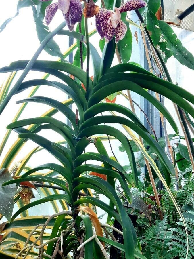 Vanda 6