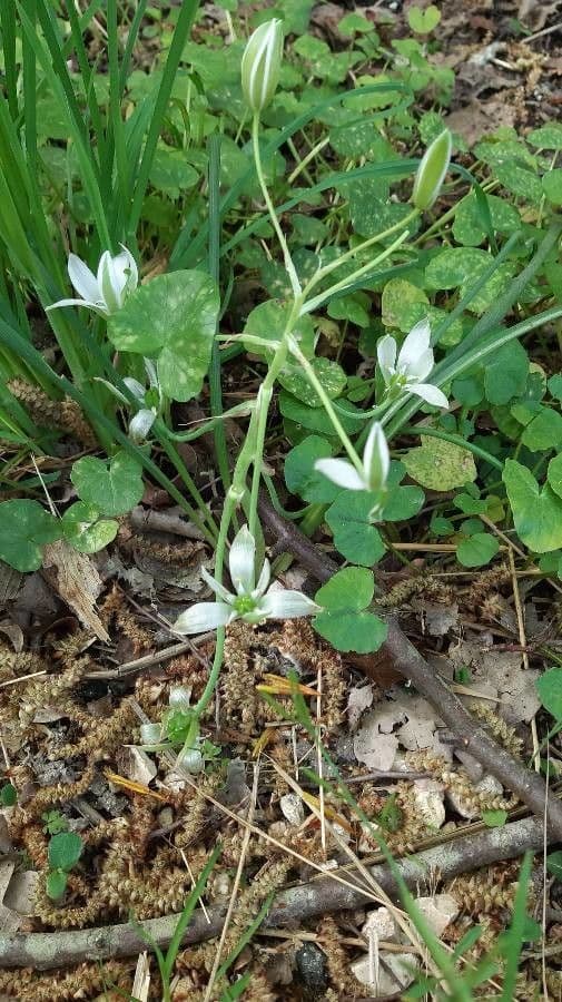 Ornithogale branchu 22