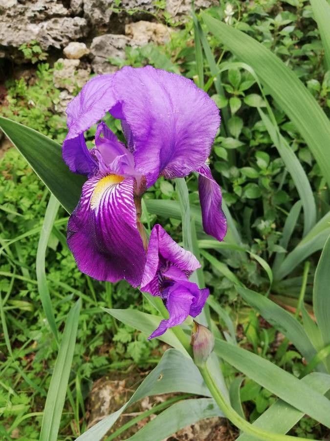 Iris de Perrier 16