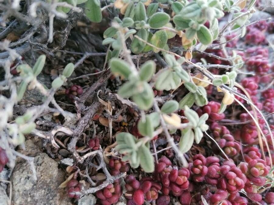 Helianthemum almeriense 14