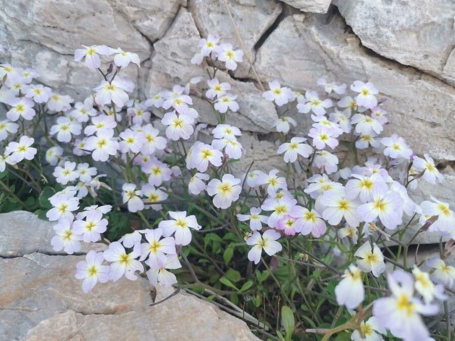 Malcolmia Marittima 4