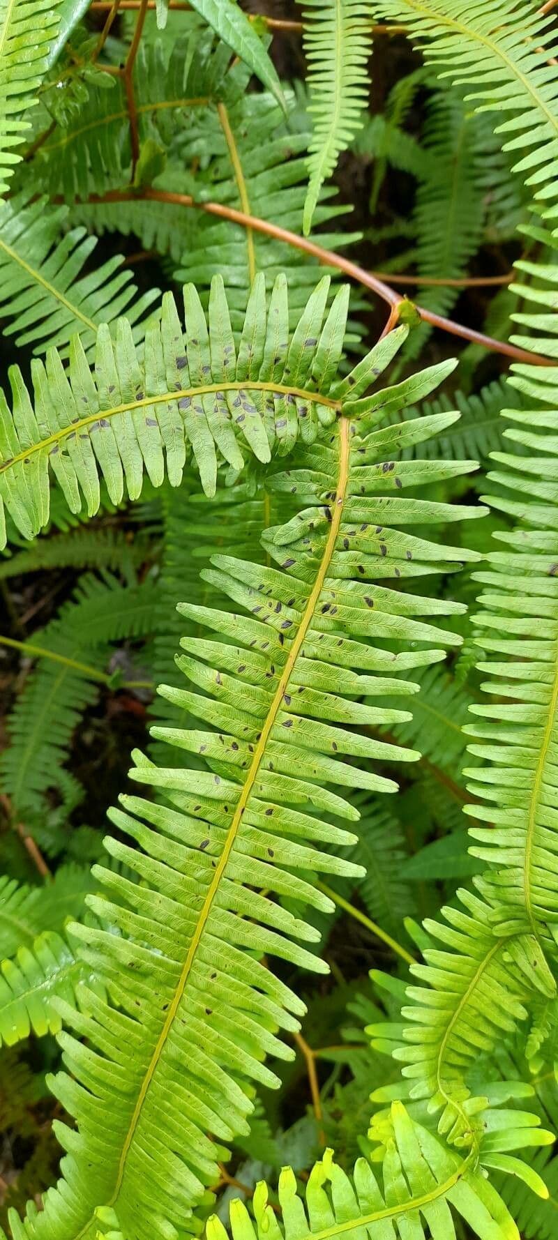 Dicranopteris 2