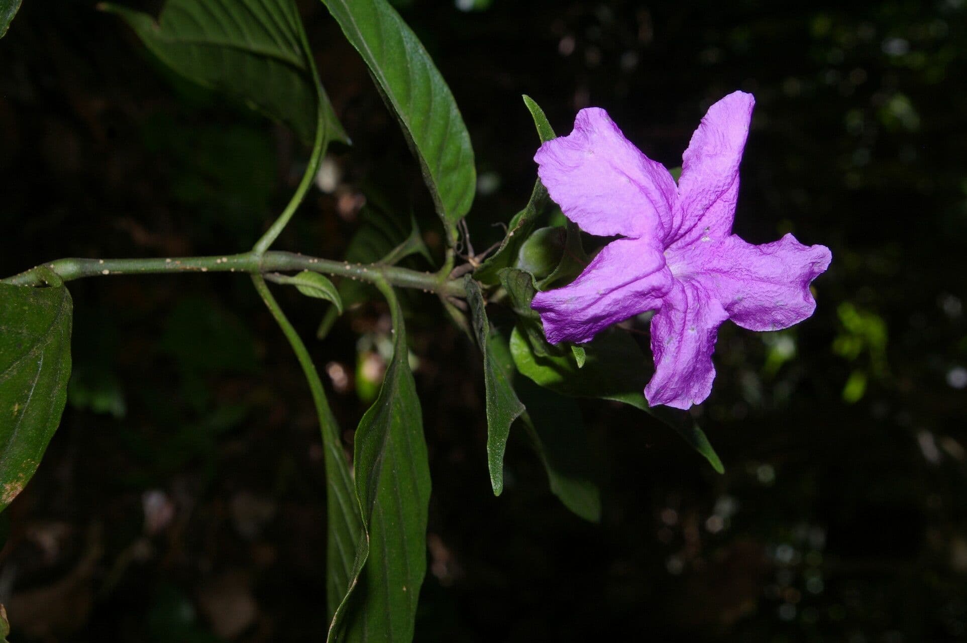 Ruellia 2