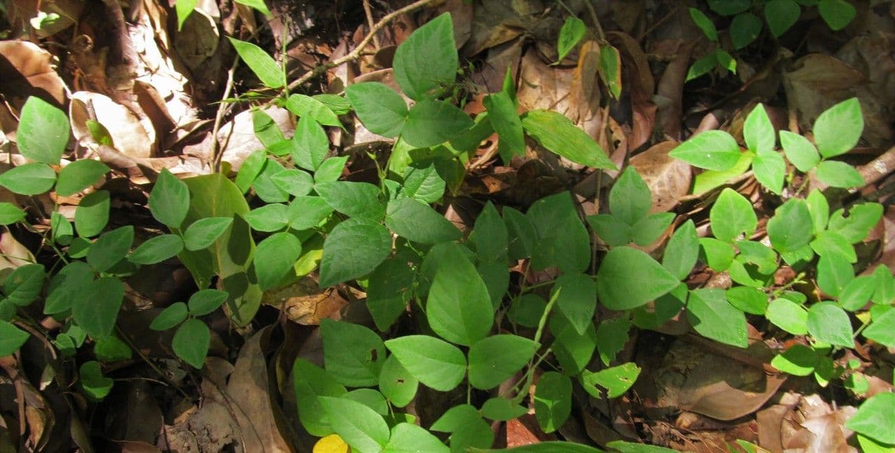 Desmodium 3