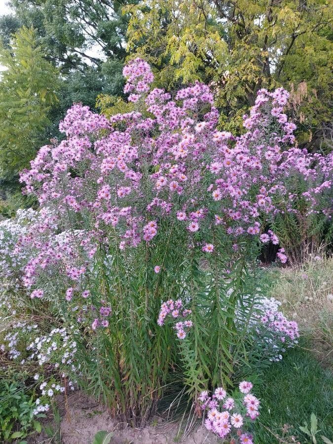 Raublatt-Aster 11