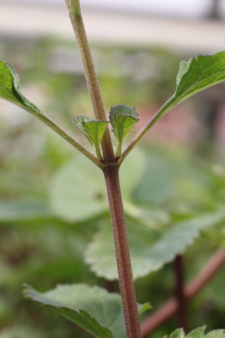 Bog sage 18