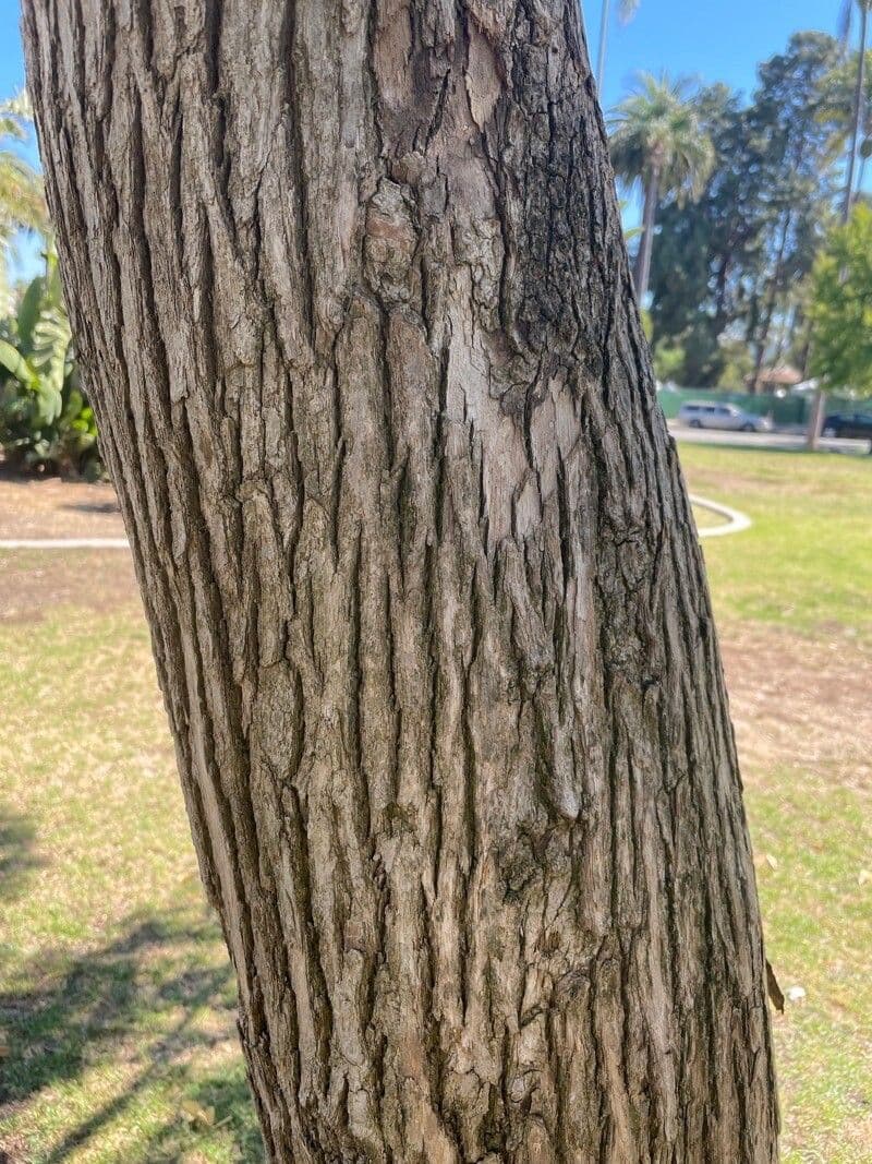 Vitex lucens 15