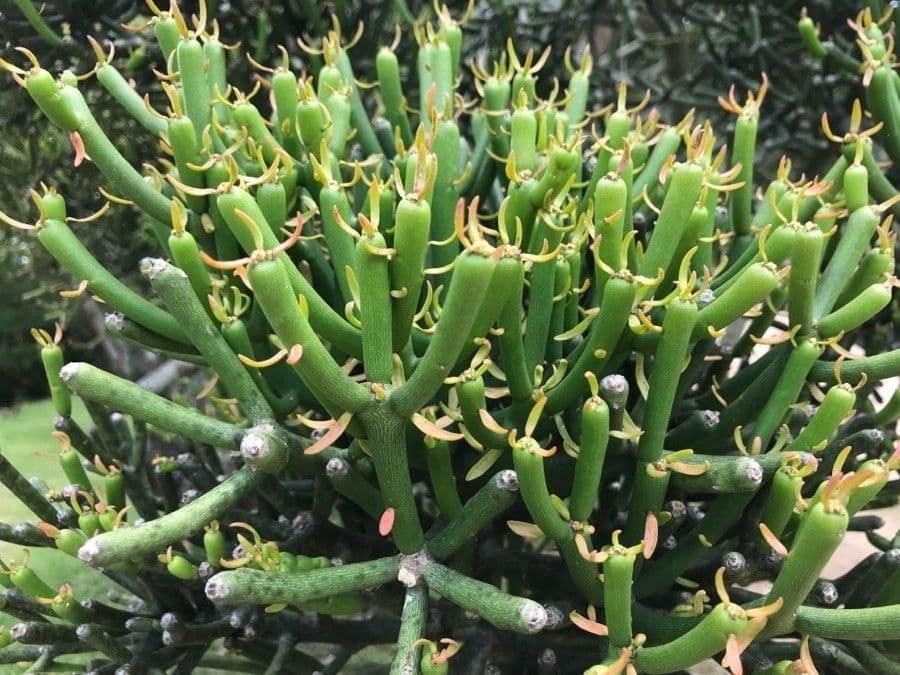 Euphorbe aphylla 15