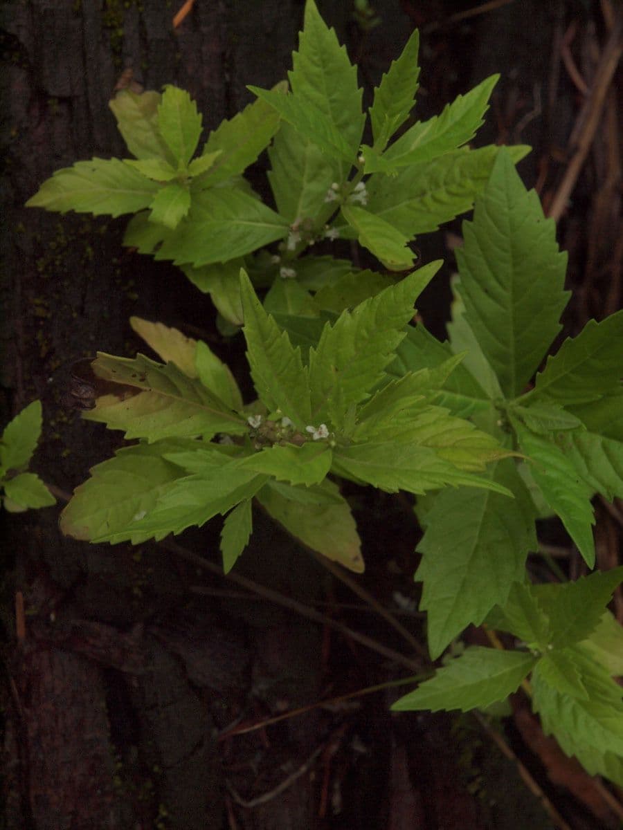 Lycopus uniflorus 9