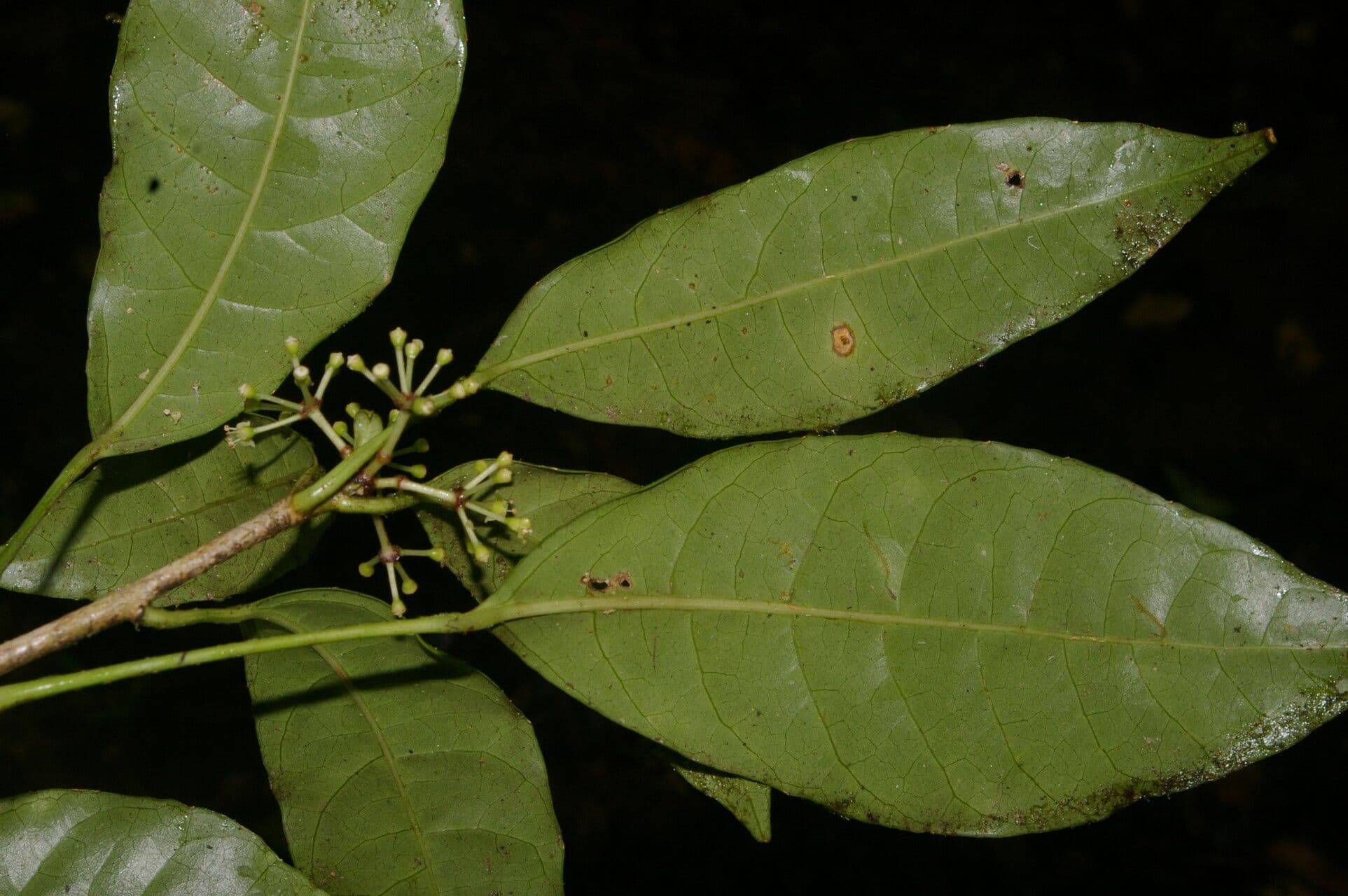 Dendropanax 5