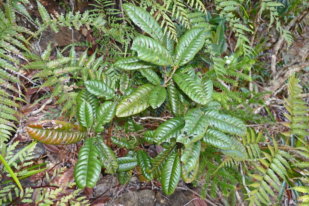 Nothofagus 6