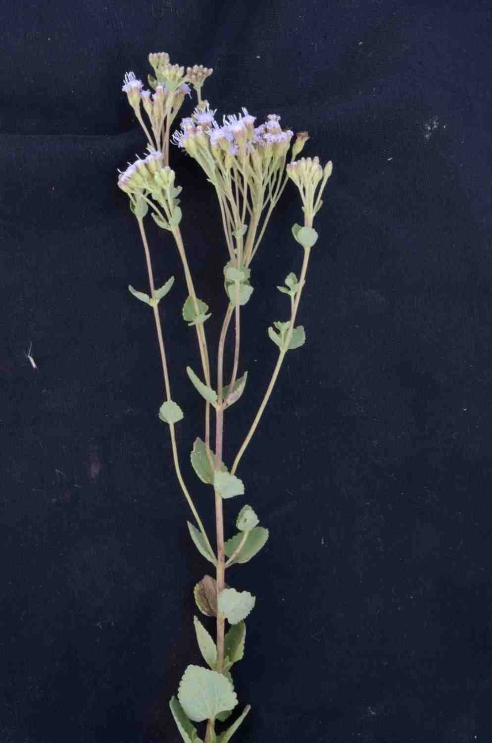 Chromolaena 8