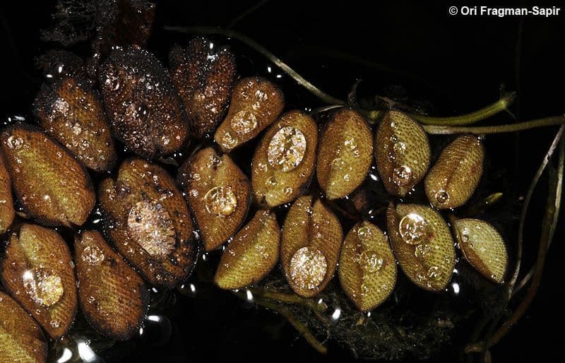 Salvinia natans 2