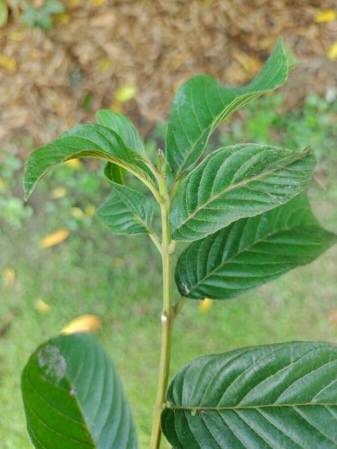 Physocalymma 9