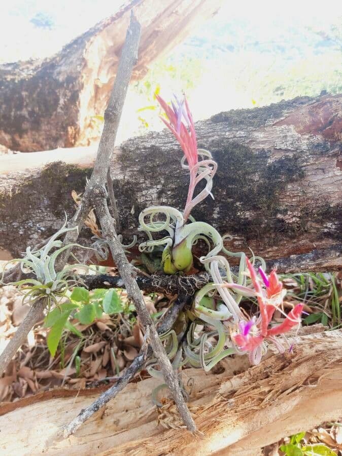 Tillandsia 2