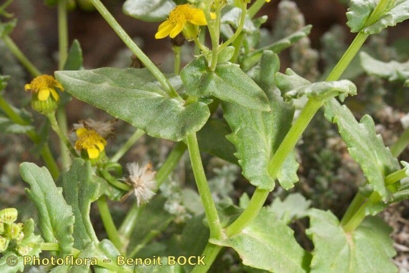 Senecio 6