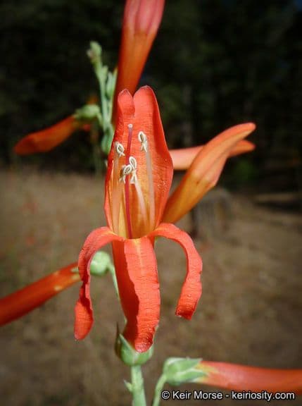 Penstemon