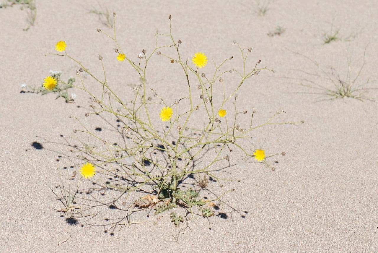 Launea mucronata 8