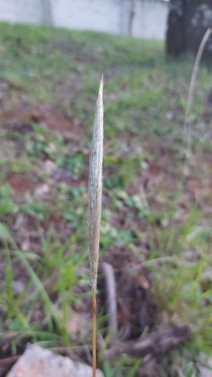Elymus glaucus 5