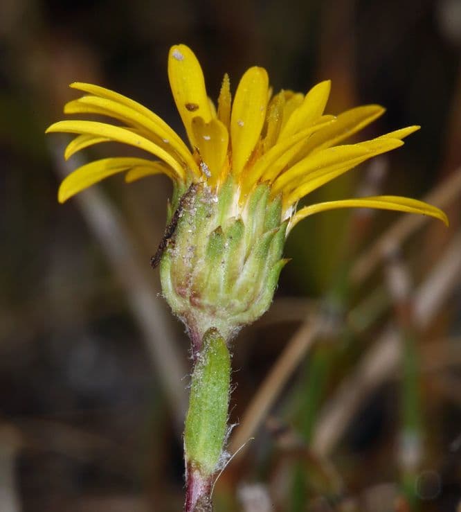 Pyrrocoma uniflora 2
