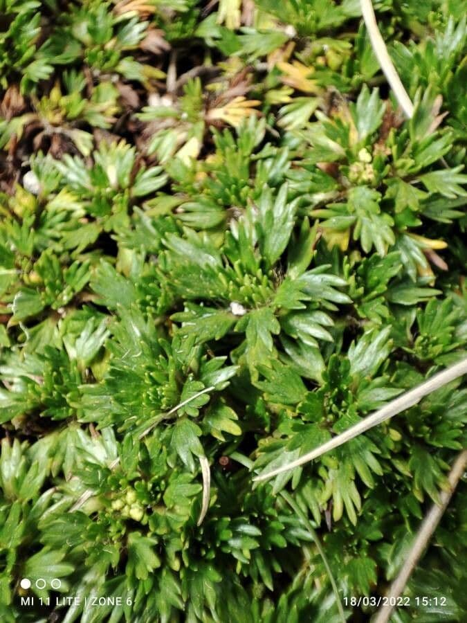 Azorella 12