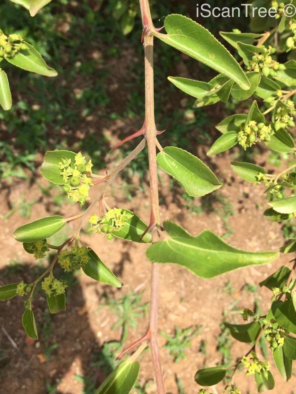 Giuggiolo spinoso 22