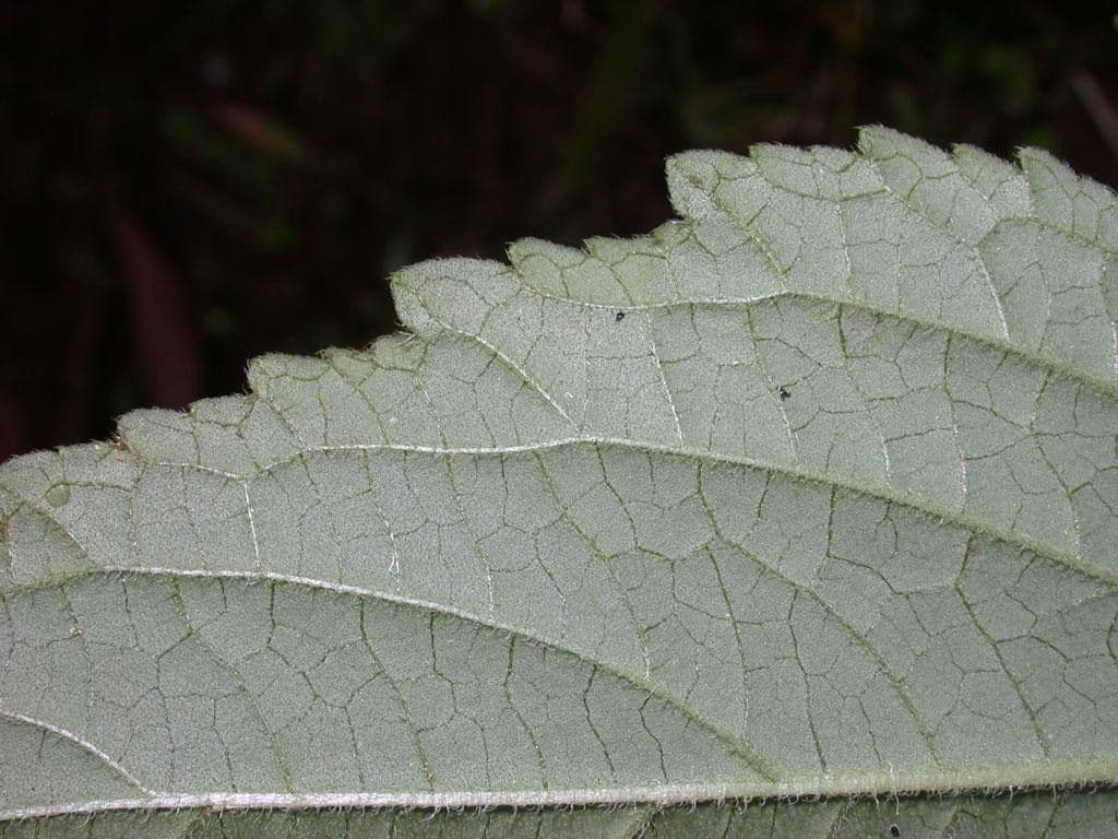 Hyptis capitata 13