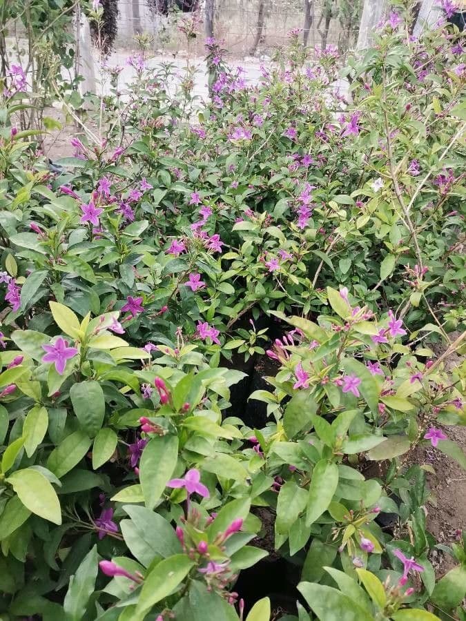 Red jasmine 11